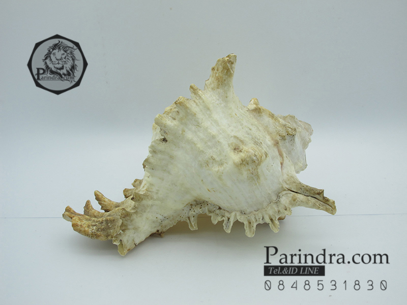 ขายเปลือกหอยสังข์มะระ