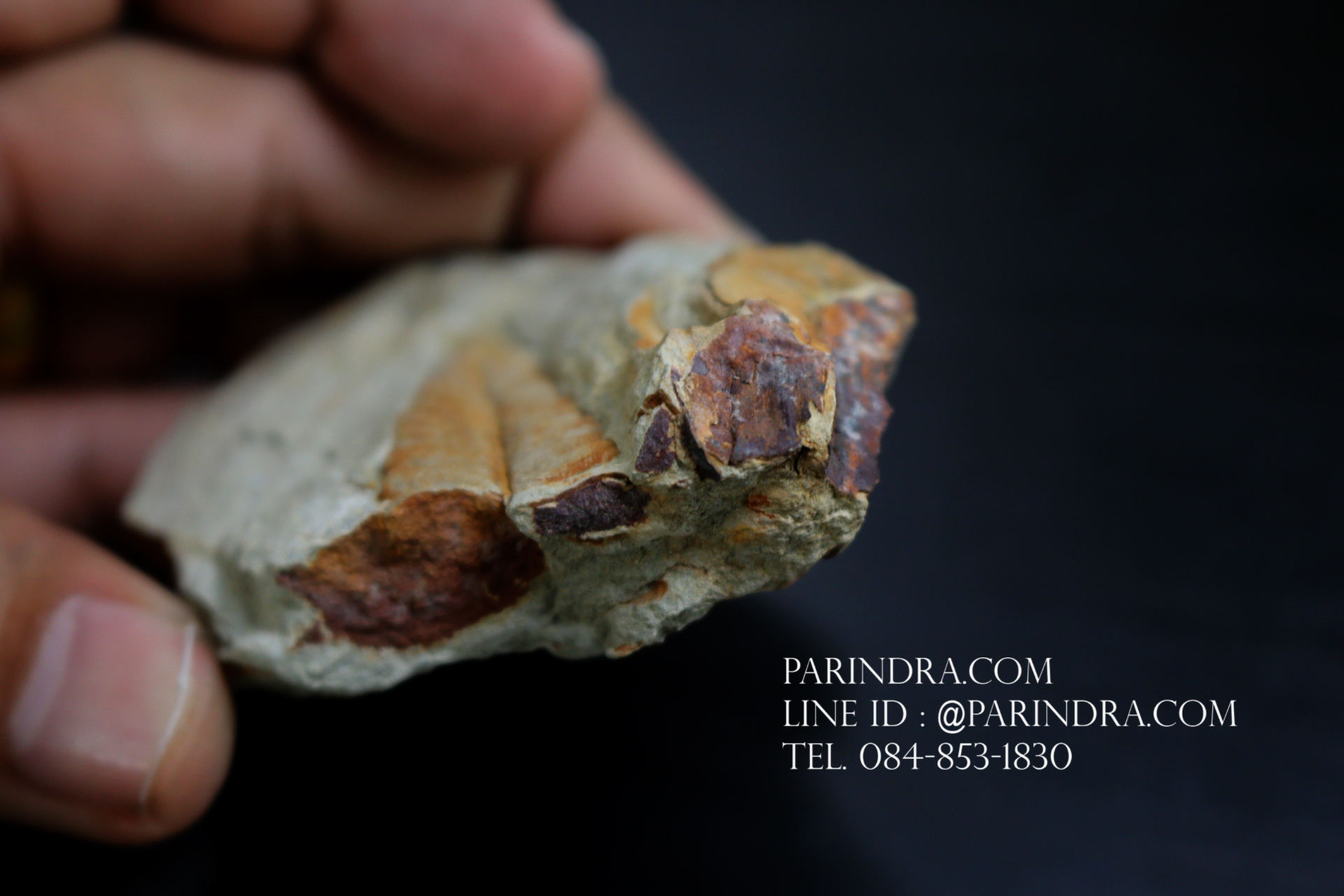 ฟอสซิลเฟิร์น ชนิด Callipteridium gigas จาก SPAIN #FRN007