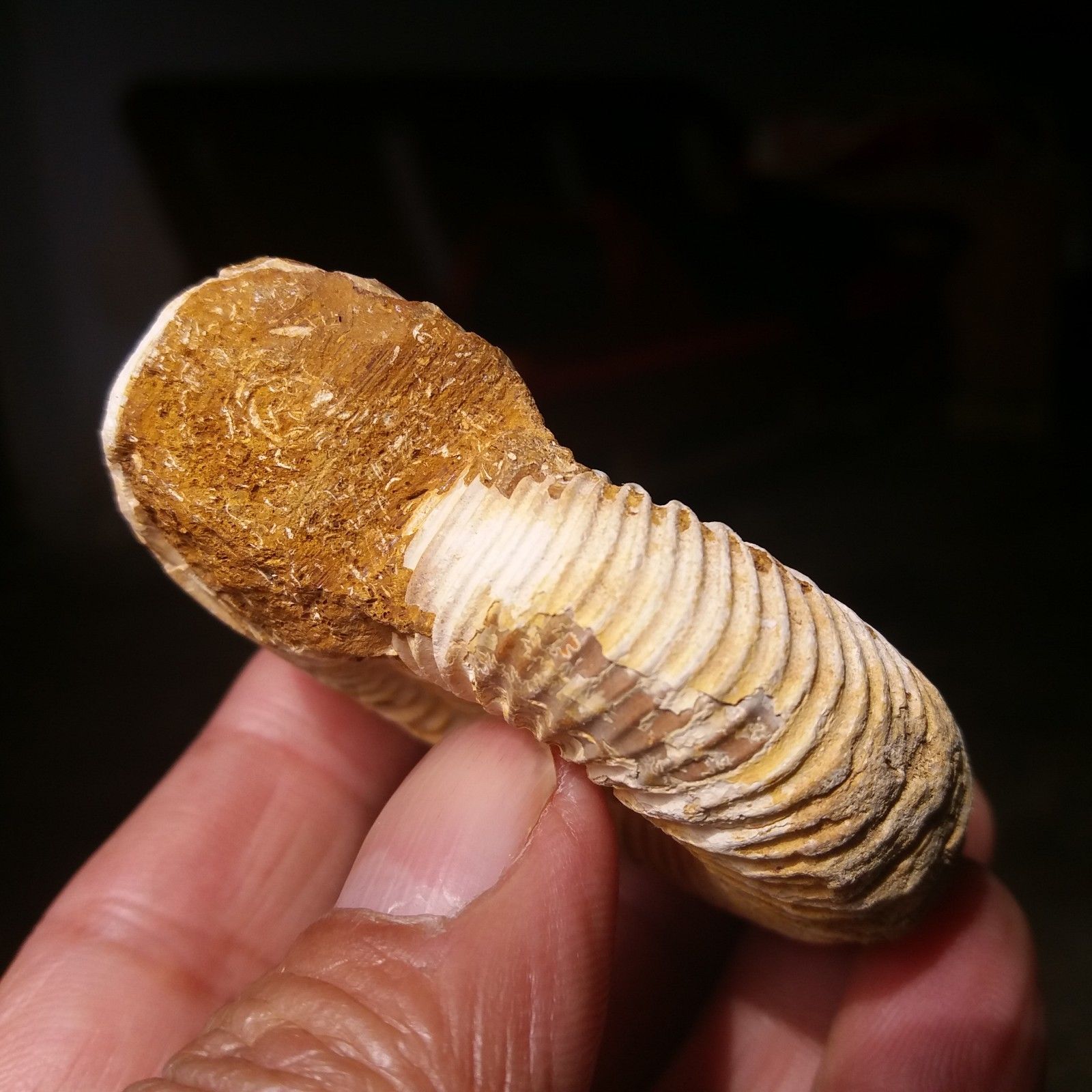 ฟอสซิลหอยแอมโมไนท์ (Perisphinctes virguloides) Fossil จากประเทศ Madagascar #AM038