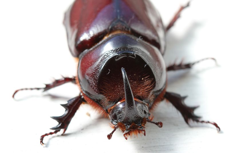 ขายตัวอ่อนหนอนด้วงแรดมะพร้าว (Oryctes rhinoceros) ระยะ L2-L3 จัดส่งไปรษณีย์ทั่วไทยครับ