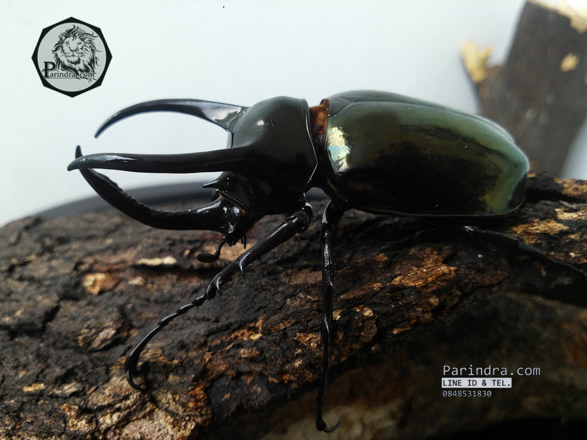 ขายตัวอ่อนหนอนด้วงกว่าง แอตลาส (Chalcosoma atlas) F1 ระยะ L1-L2 จัดส่งไปรษณีย์ทั่วไทยครับ