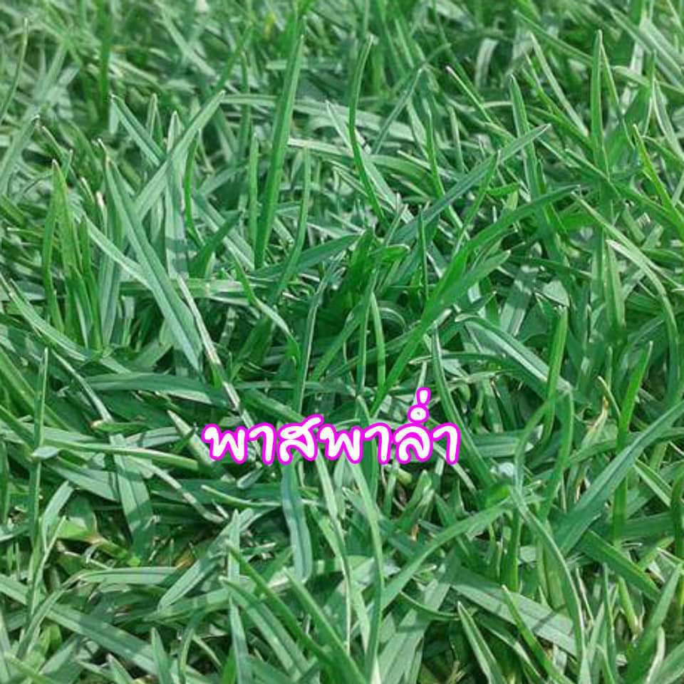 หญ้าพาสพาลั่ม