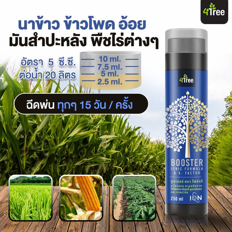 4Tree(โฟรทรี) ชุดขายดี 3 ซอง 1200บาท ปกติ 1800 ประหยัด 600 บาท