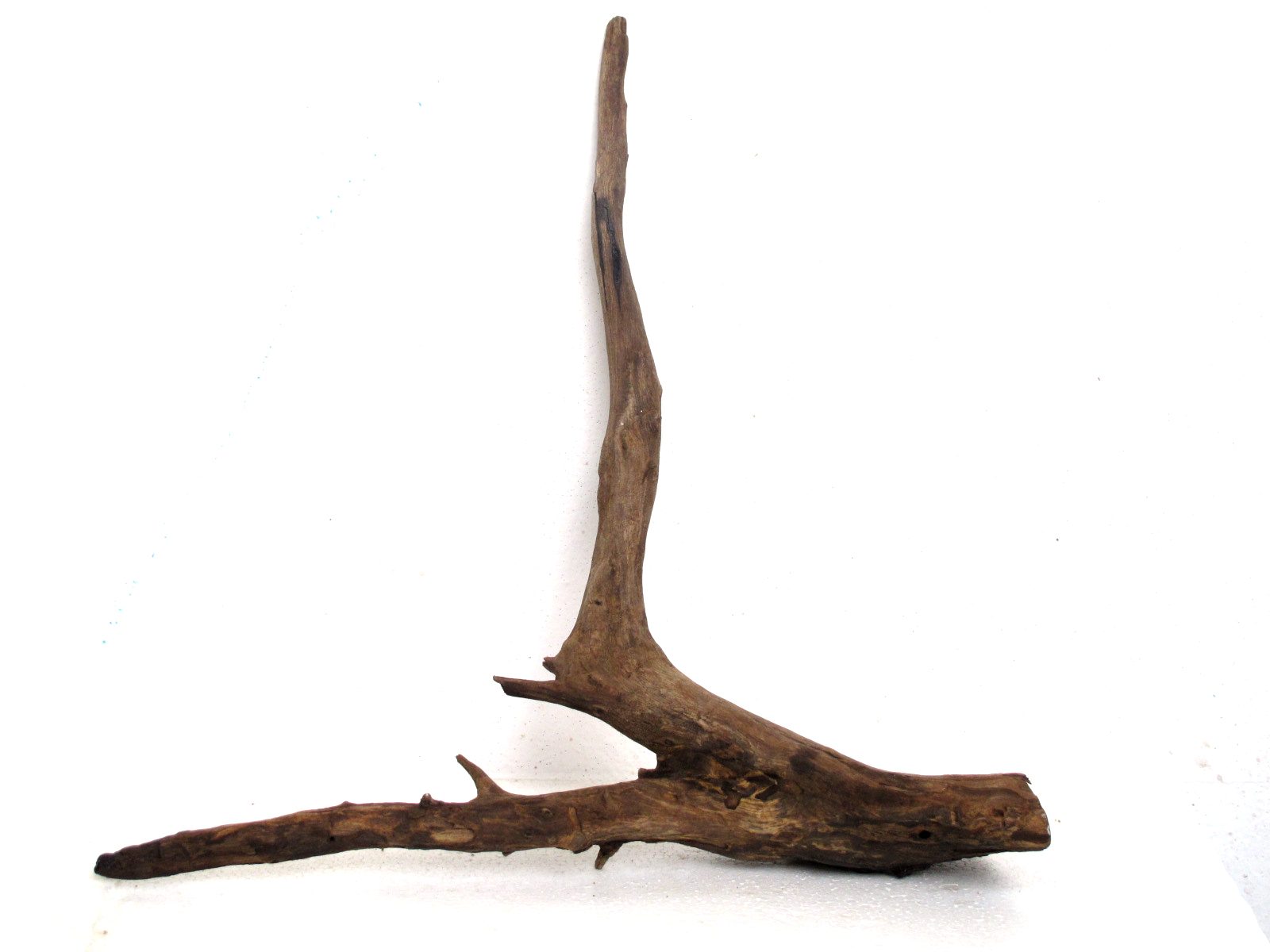 ขอนไม้ตกแต่งตู้ปลาและตู้พรรณไม้น้ำ