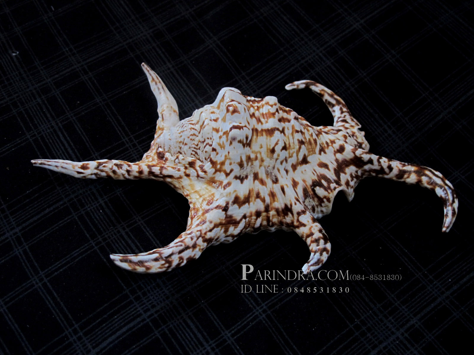 ขายเปลือกหอยจักรนารายณ์ขนาดเล็ก สวยๆ แต่งร้าน ตั้งโต๊ะทำงาน