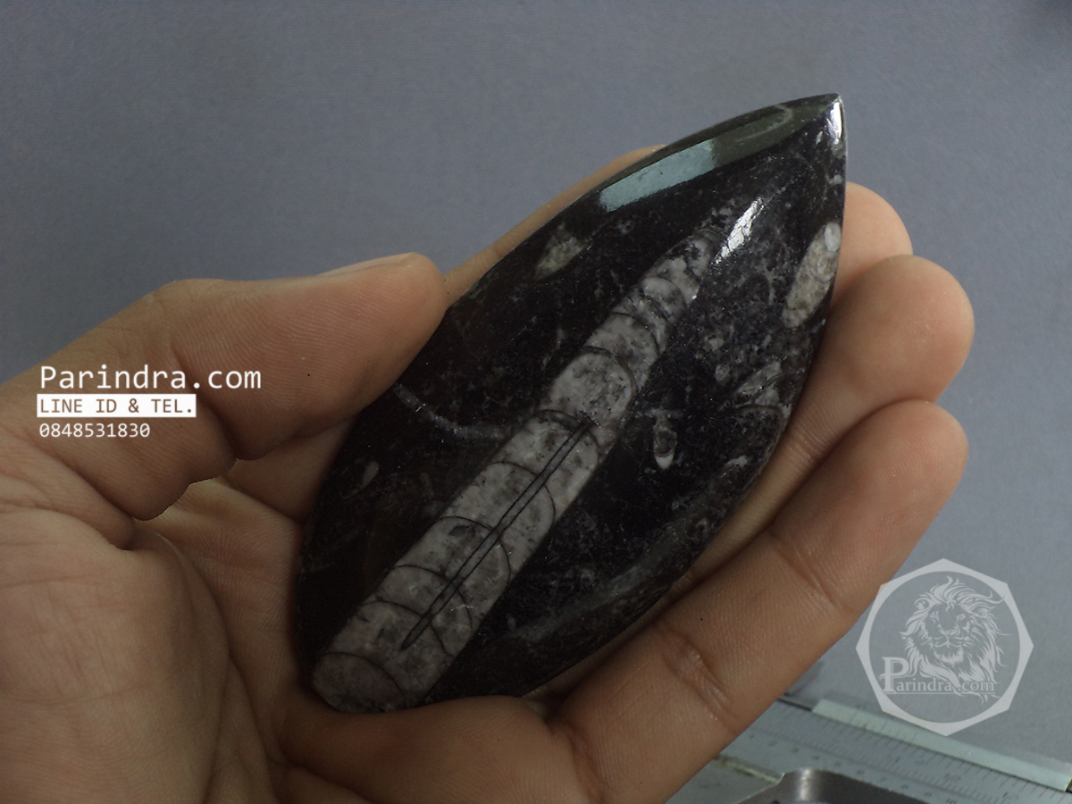 ฟอสซิล Nautiloid ออโทเซอรัส (Orthoceras sp.) - จาก Morocco #OT003