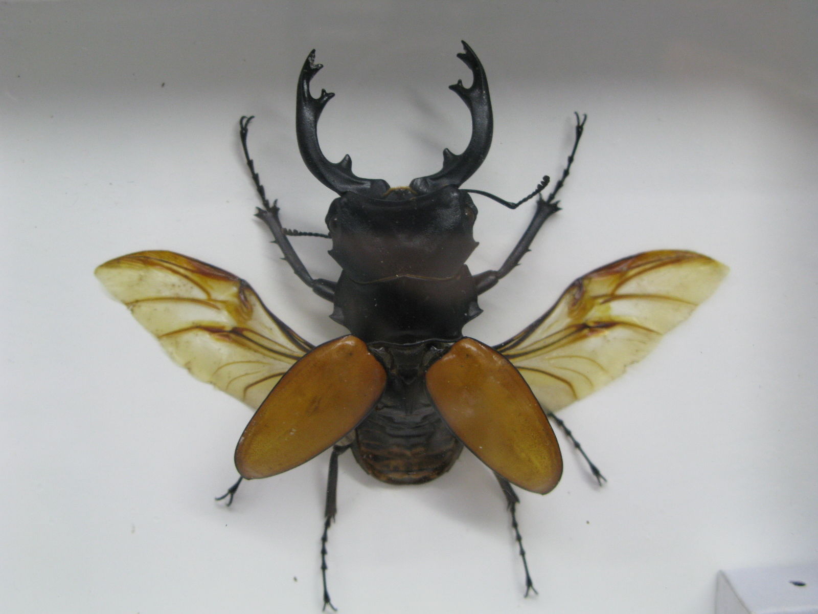 ด้วงกว่าง (Odontolabis mouhotii elegans) ในกรอบไม้สีน้ำตาล แบบกางปีก สำหรับตั้งโชว์ ขนาด 12.5x6x4 cm.