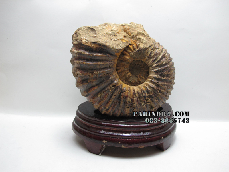 ฟอสซิลหอย Ammonite (CRETACEOUS MANTELLICERAS) พร้อมขาตั้งโชว์