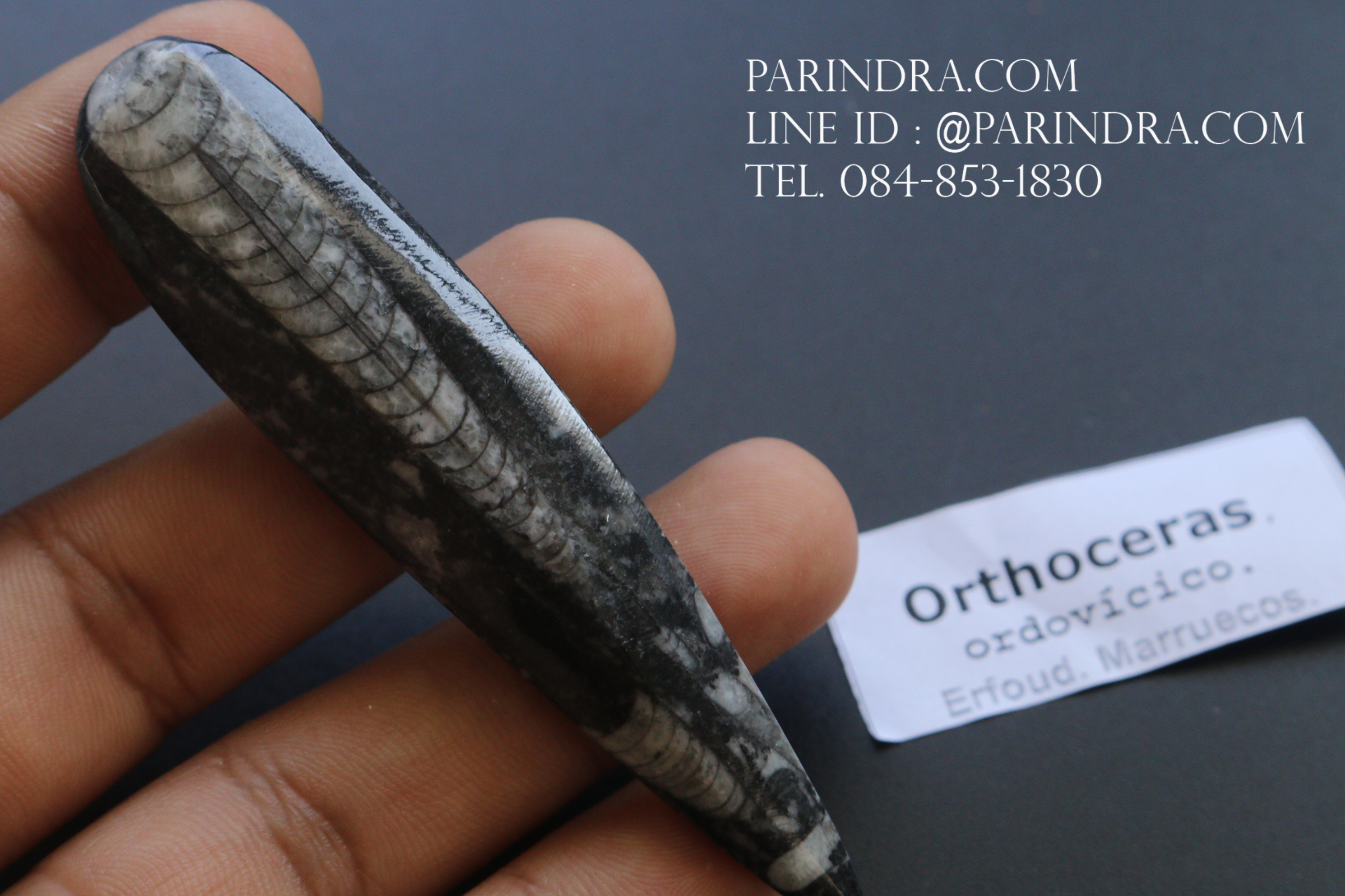 ฟอสซิล Nautiloid ออโทเซอรัส (Orthoceras sp.) - จาก Morocco #OT006