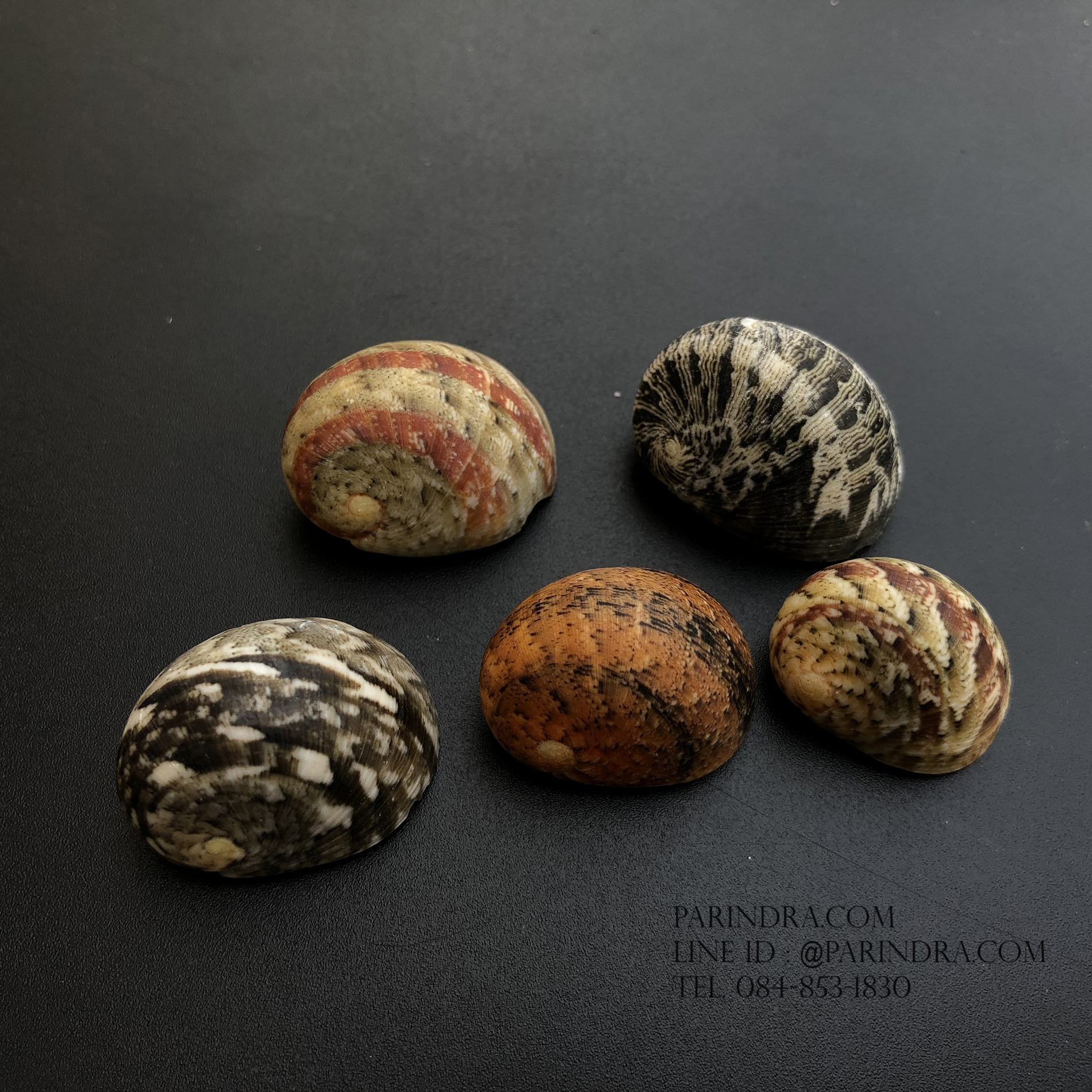 เซ็ตเปลือกหอยน้ำพริก หอยนกหวีด Nerita sp. เป่ามีเสียง สีสวย Set 9