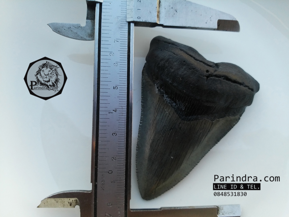 ฟันฉลามยักษ์เมกกาโลดอน Megalodon จาก South Carolina USA ขนาด 3 1/8 นิ้ว #MGT002