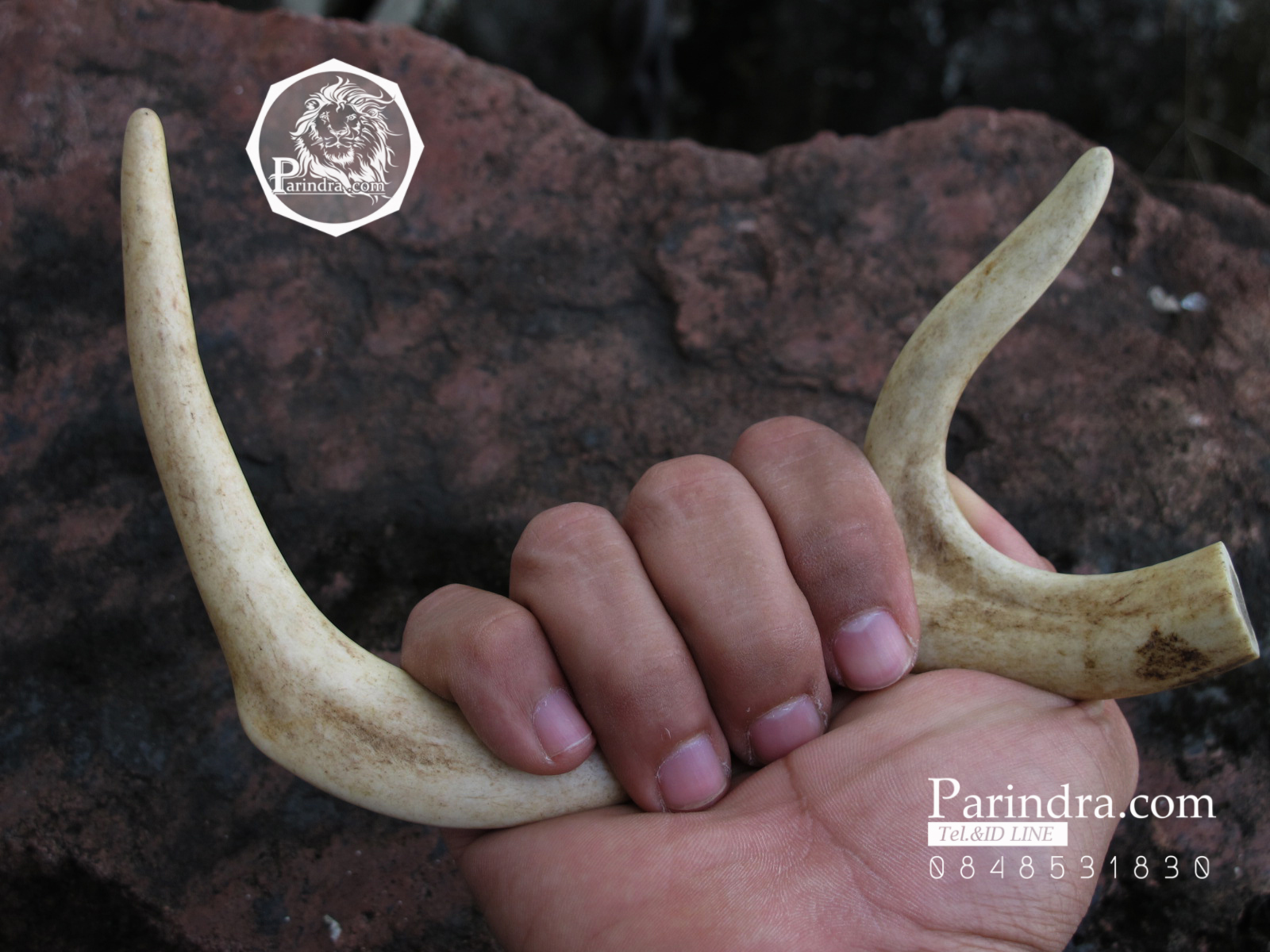 เขากวาง โค้งเว้าได้สัดส่วน หายากสภาพสมบูรณ์ ขนาด 8 นิ้ว