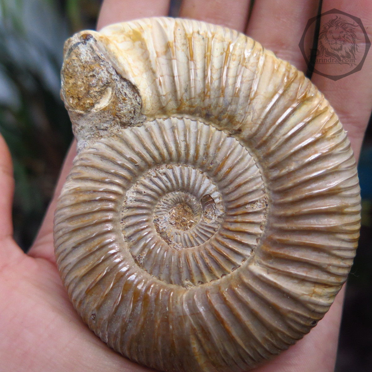 ฟอสซิลหอยแอมโมไนท์ (Perisphinctes virguloides) Fossil จากประเทศ Madagascar #AM011
