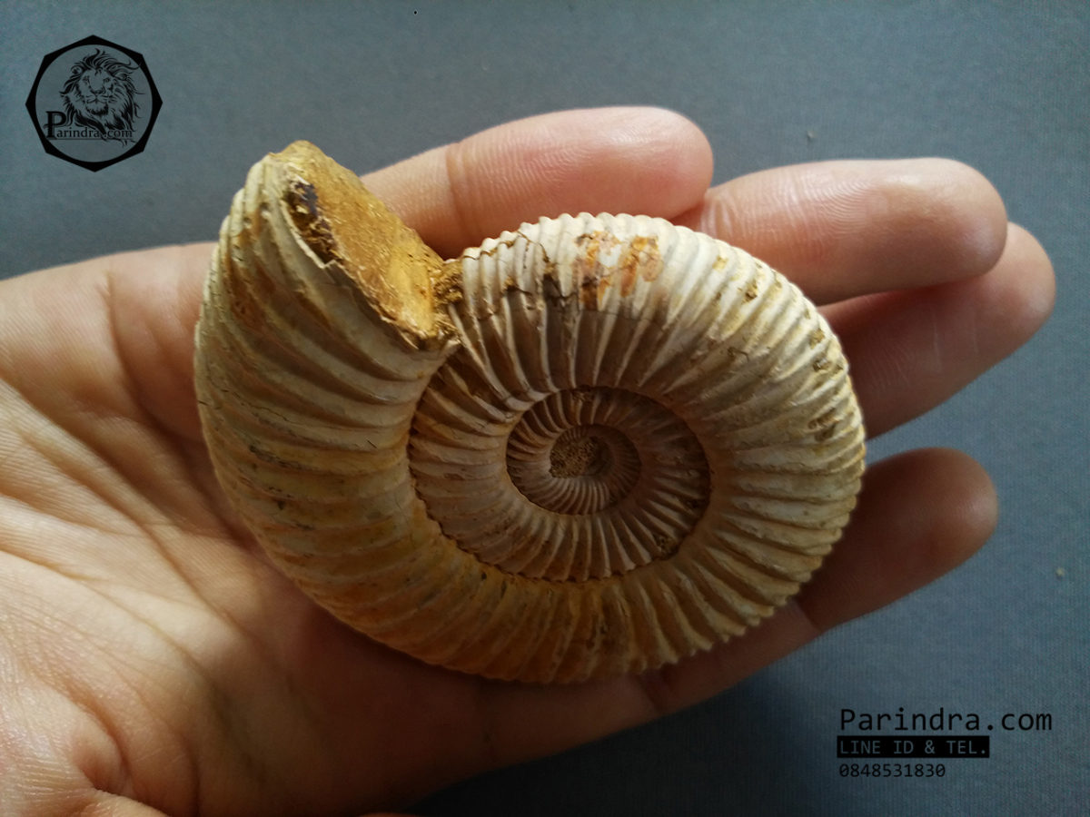 ฟอสซิลหอยแอมโมไนท์ (Perisphinctes virguloides) Fossil จากประเทศ Madagascar #AM013