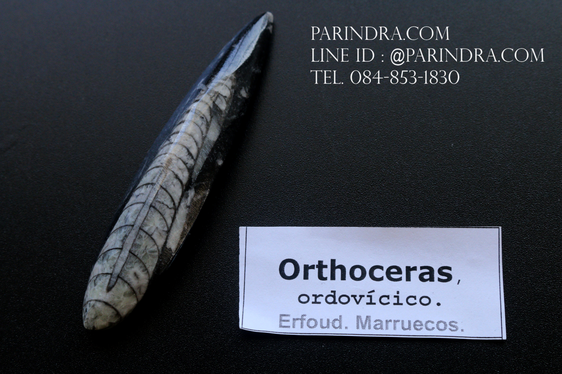 ฟอสซิล Nautiloid ออโทเซอรัส (Orthoceras sp.) - จาก Morocco #OT005