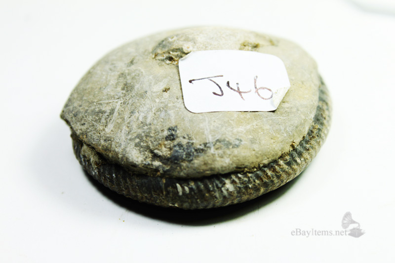 ฟอสซิลหอย Ammonite Dactylioceras commune , Whitby Fossil UK #AM026