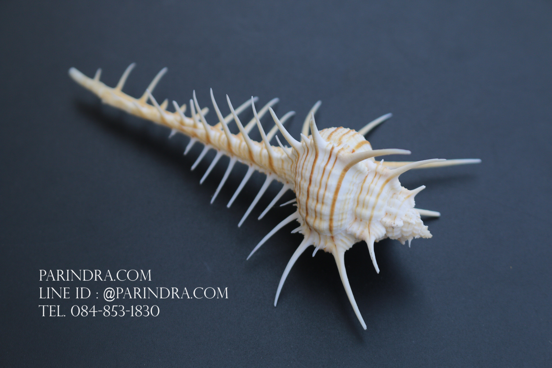 หอยสังข์หวี หอยสังข์หนาม (Murex pecten) ขนาด นิ้ว #MUREX001