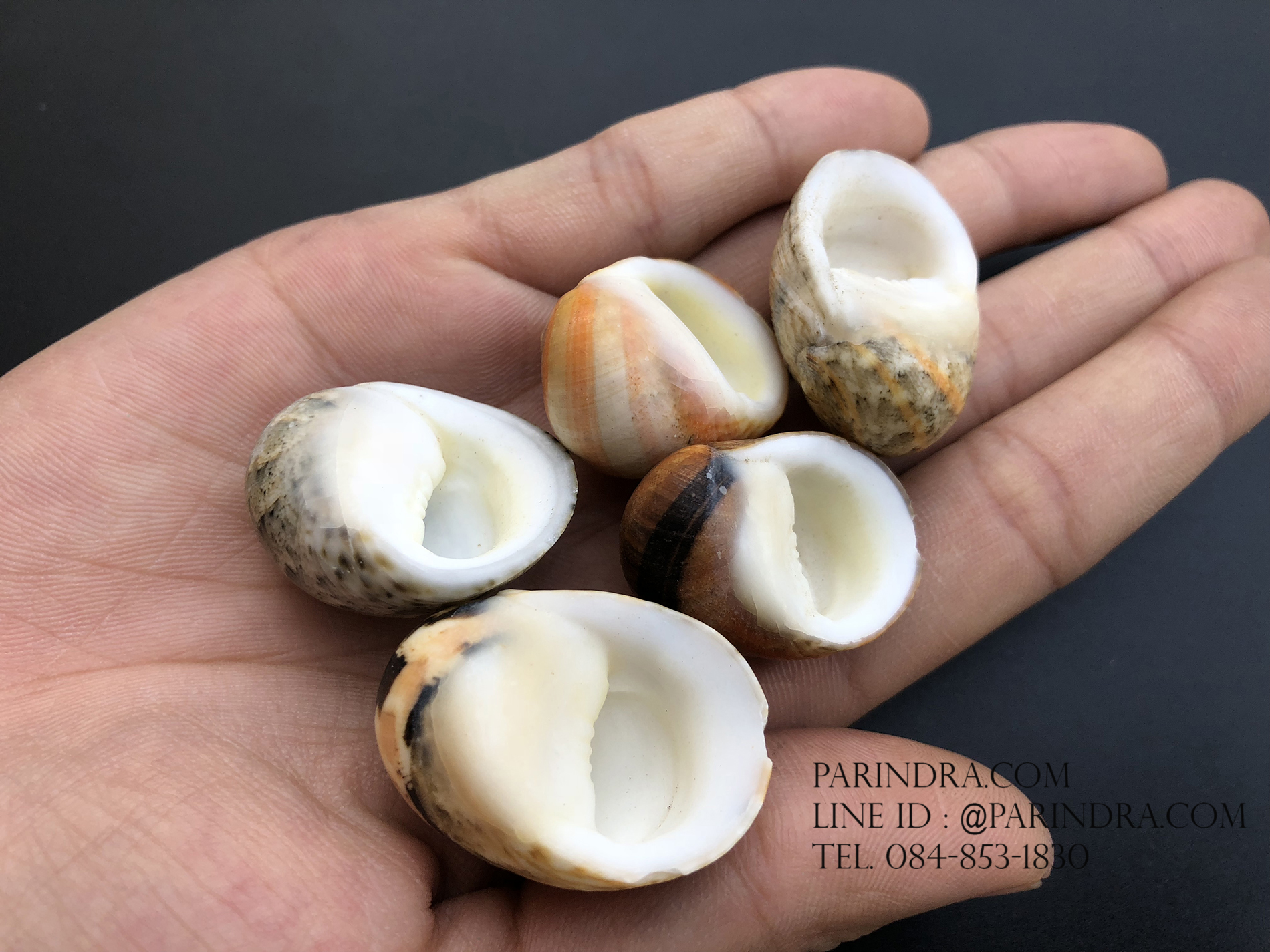 เซ็ตเปลือกหอยน้ำพริก หอยนกหวีด Nerita sp. เป่ามีเสียง สีสวย Set 2