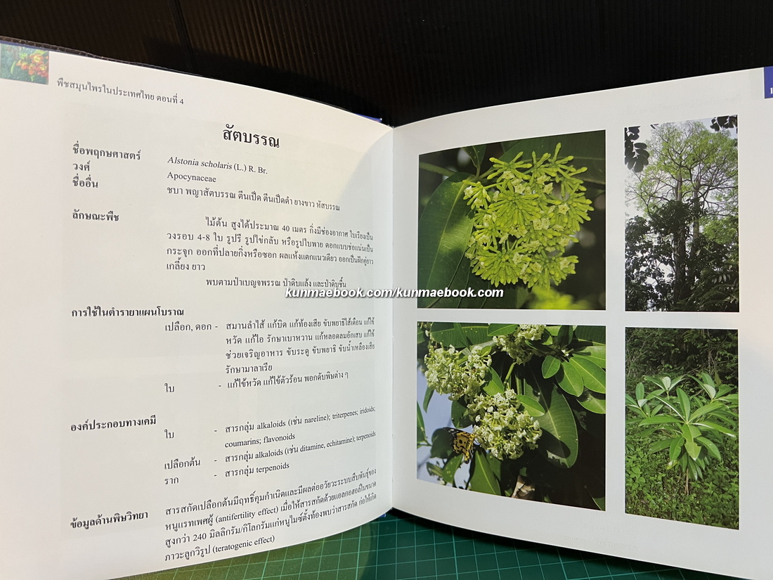 พืชสมุนไพรในประเทศไทย ตอนที่ 4
