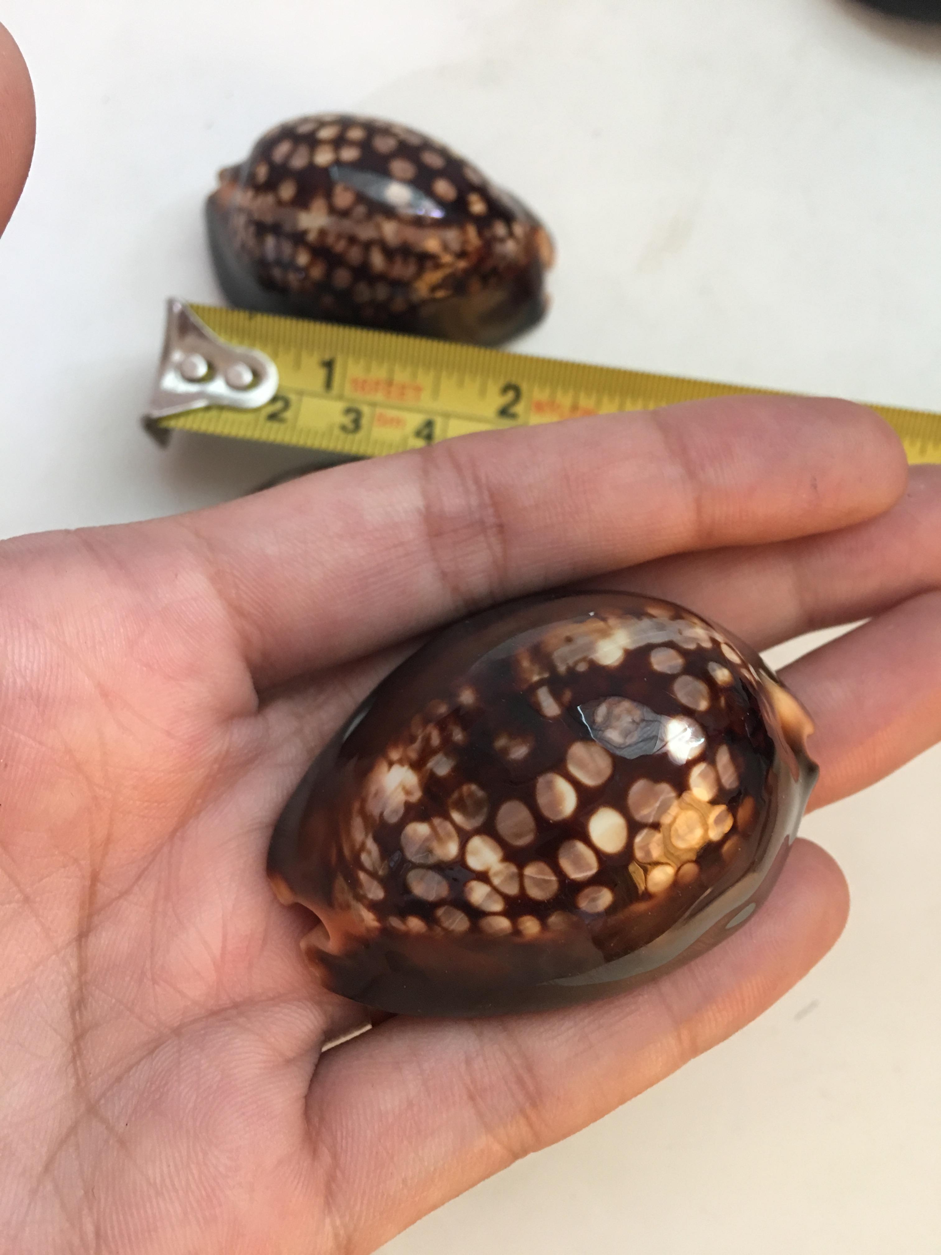 ขายเปลือกหอยเบี้ยขนาดใหญ่ หอยเบี้ยหลังค่อม หอยเบี้ยควาย #Mauritia mauritiana ขนาดประมาณ 2 นิ้ว