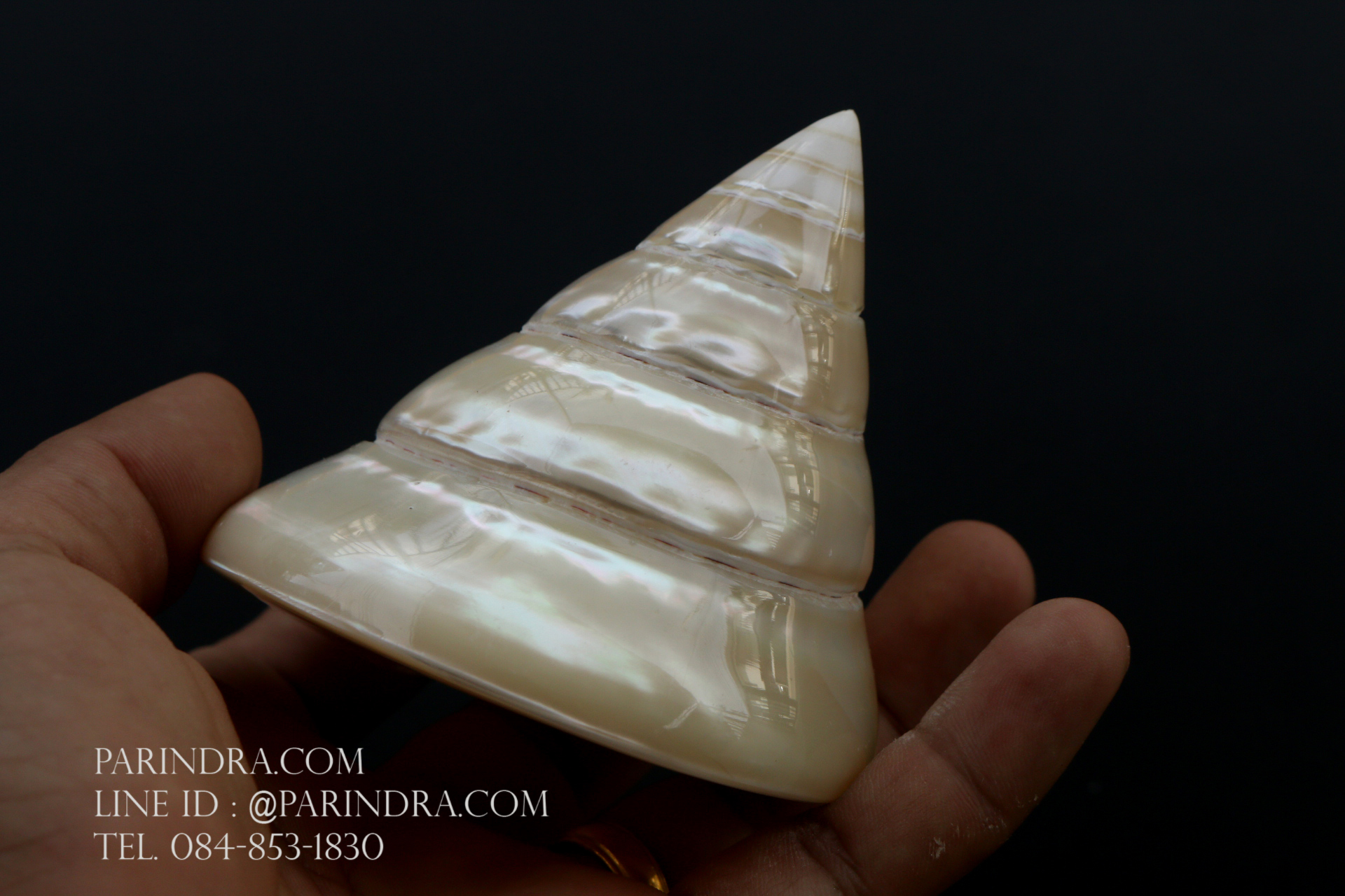 ขายเปลือกหอยนมสาว Trochus niloticus ขนาด 3.4 - 3.5 นิ้วสภาพสมบูรณ์ ผิวขัดมัน สวยงาม