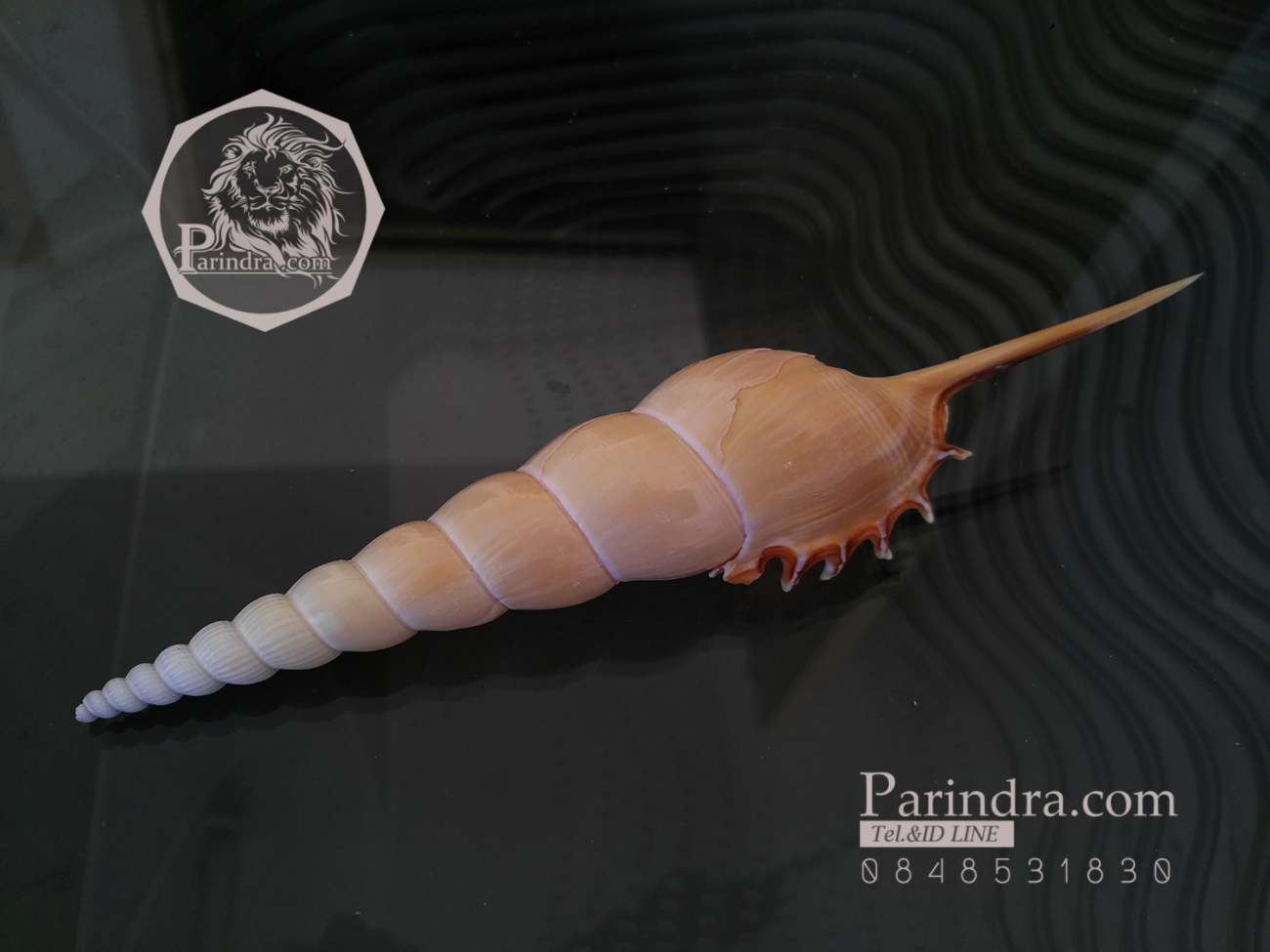 เปลือกหอยเจดีย์ Spindle Tibia (Tibia fusus) ขนาด 6 นิ้ว