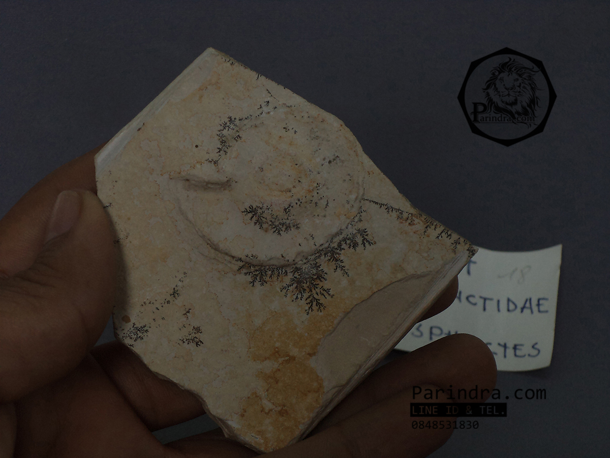 ขายฟอสซิล Ammonite Dendrite จากประเทศเยอรมัน #AM028
