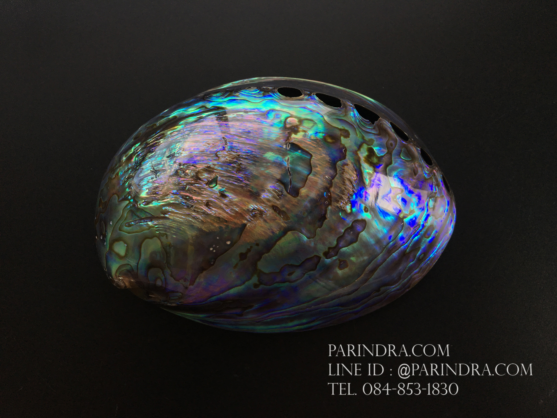 เปลือกหอยเป๋าฮื้อแท้ (Abalone) นิวซีแลนด์ ขัด สีปีกแมลงทับ #HA011
