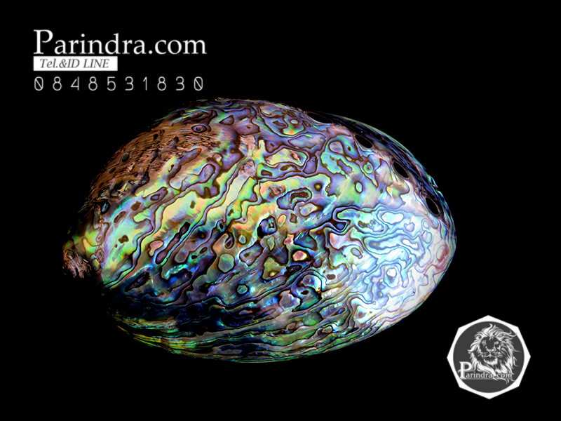 เปลือกหอยเป๋าฮื้อแท้ (Abalone) ขัด สีปีกแมลงทับ ขนาดใหญ่ คัดสวย