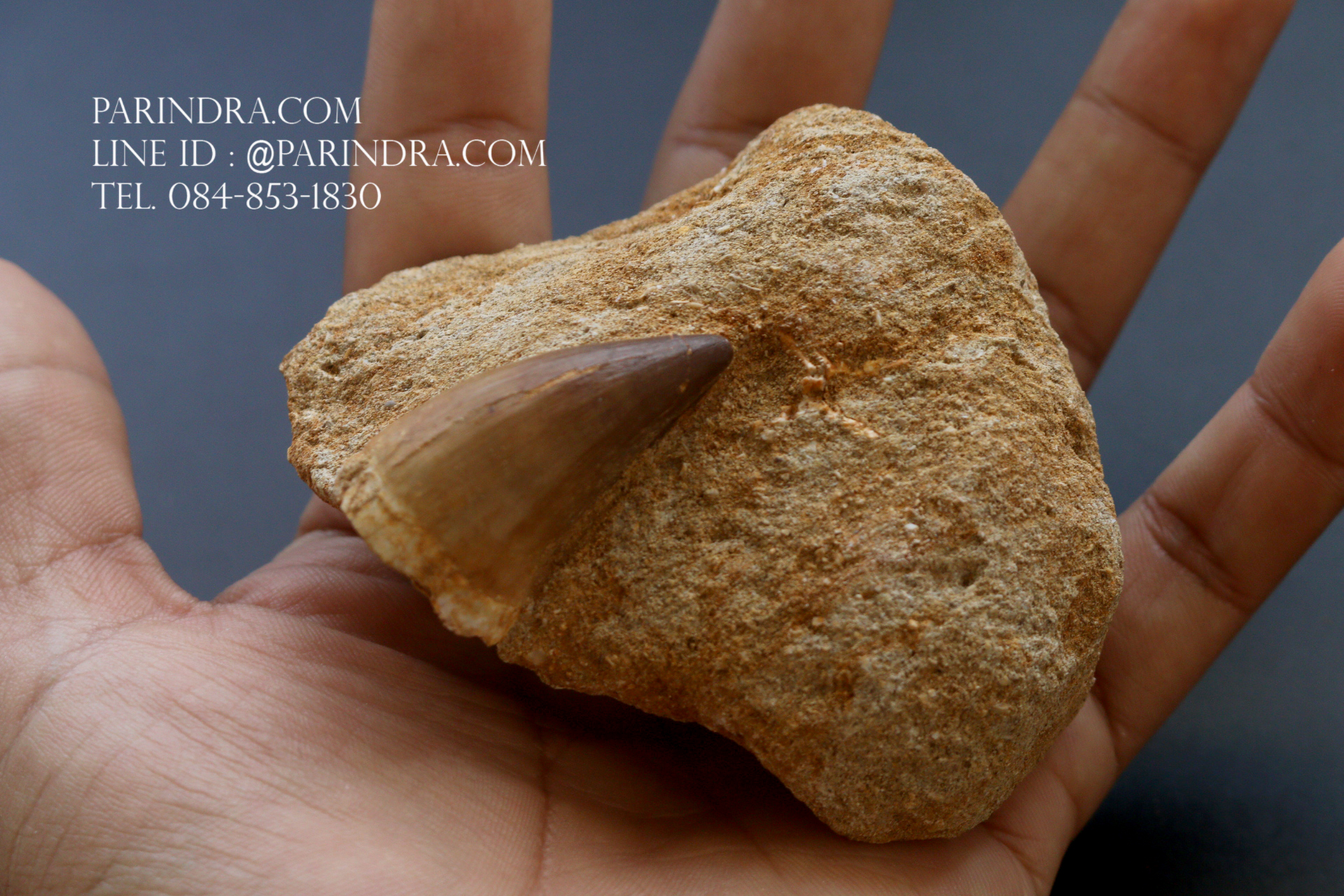 ฟันมีโซซอร์ Mosasaurus Tooth บน Matrix - Khourigba, Morocco #MSS000