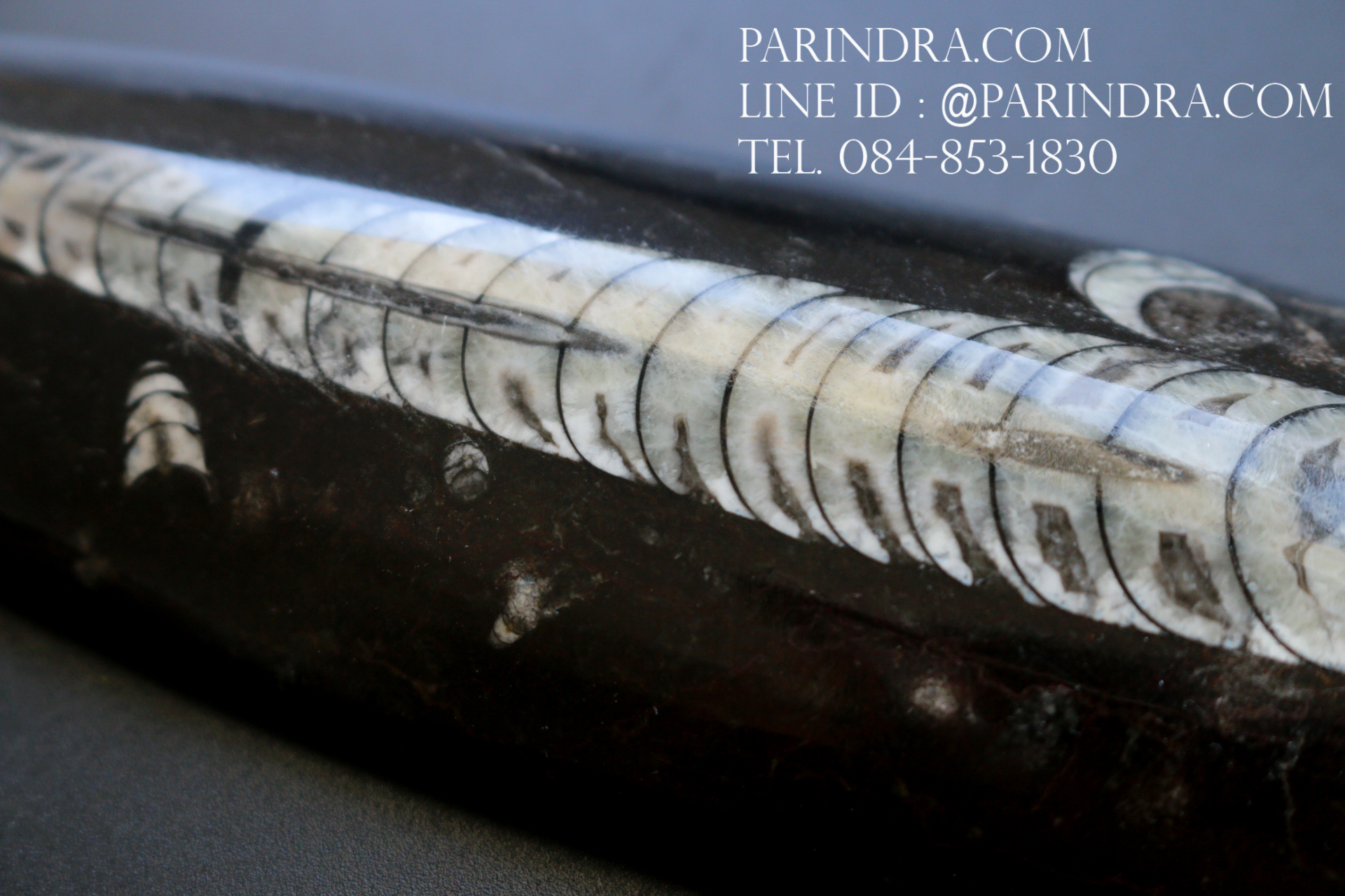 ฟอสซิล Nautiloid ออโทเซอรัส (Orthoceras sp.) - จาก Morocco #OT004