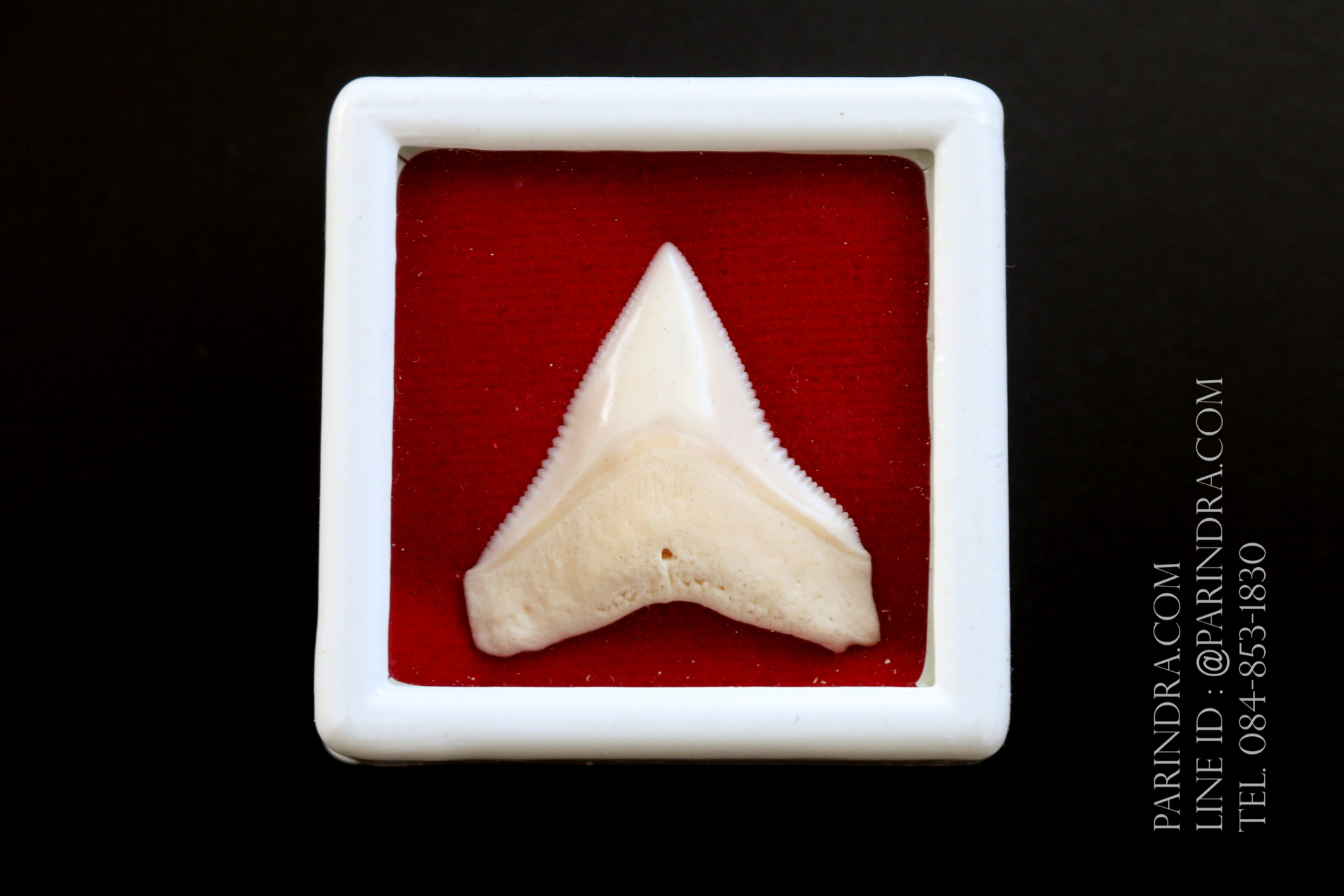 ซี่ฟันปลาฉลามขาวแท้ Shark Tooth ขนาดประมาณ 2.5 cm. ST001