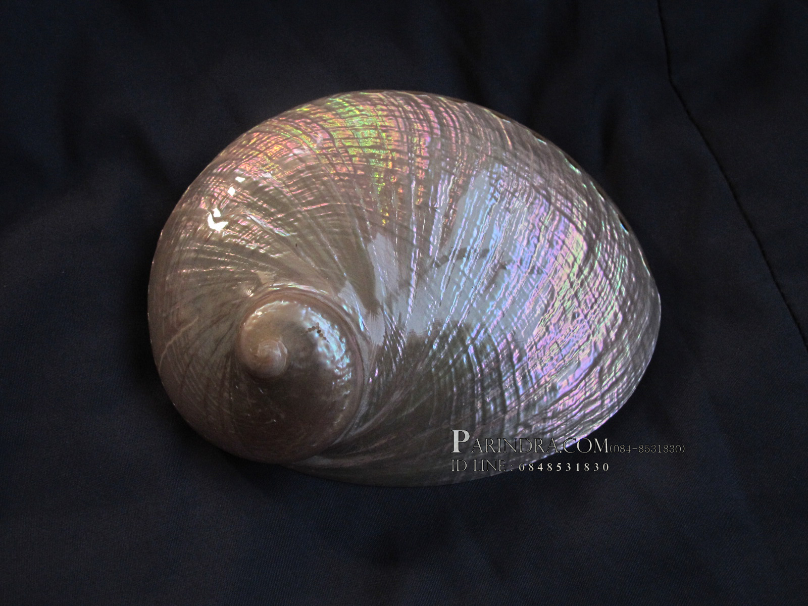เปลือกหอยเป๋าฮื้อแท้ (Abalone) ขัด สีฃมพูเหลือบรุ้ง สำหรับตกแต่งและงานฝีมือ ขนาด12x9.5 cm..