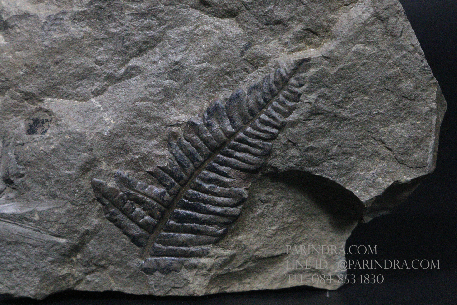 ฟอสซิลเฟิร์น ชนิด Callipteridium gigas จาก SPAIN #FRN001