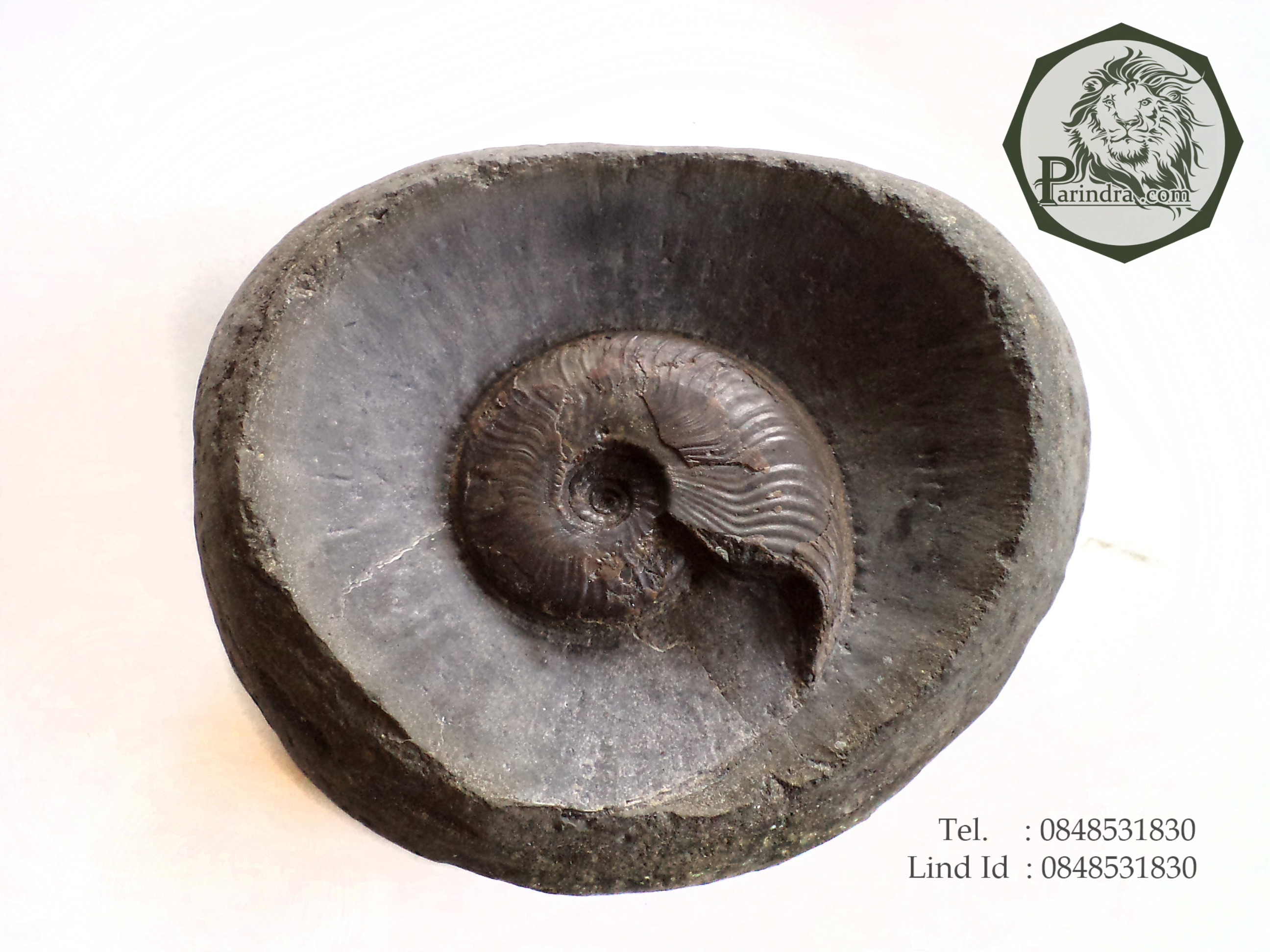 ฟอสซิลหอย Ammonite ใน Matrix หายาก (Eleganticeras elegantulum) Yorkshire UK ประเทศอังกฤษ #AM017