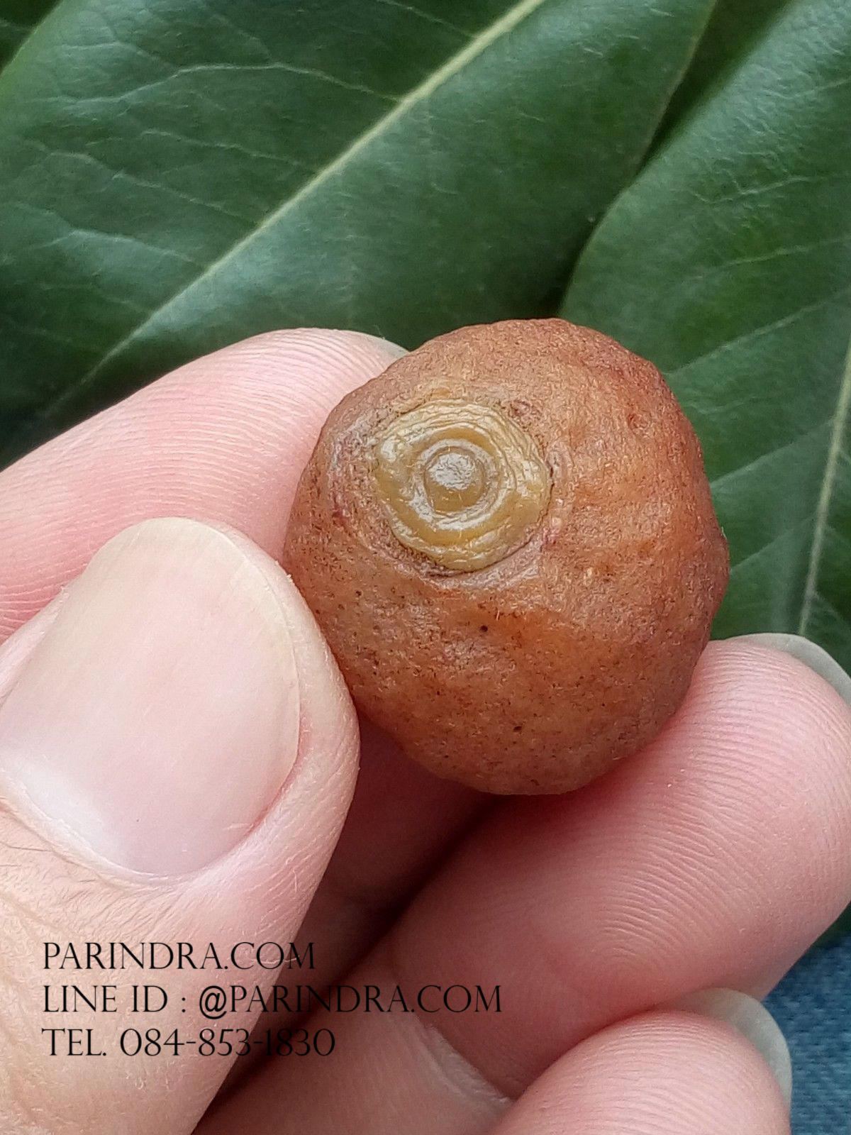 หินรูปทรงประหลาดจากทะเลทรายโกบี GOBI Eye Stone #GOBI006