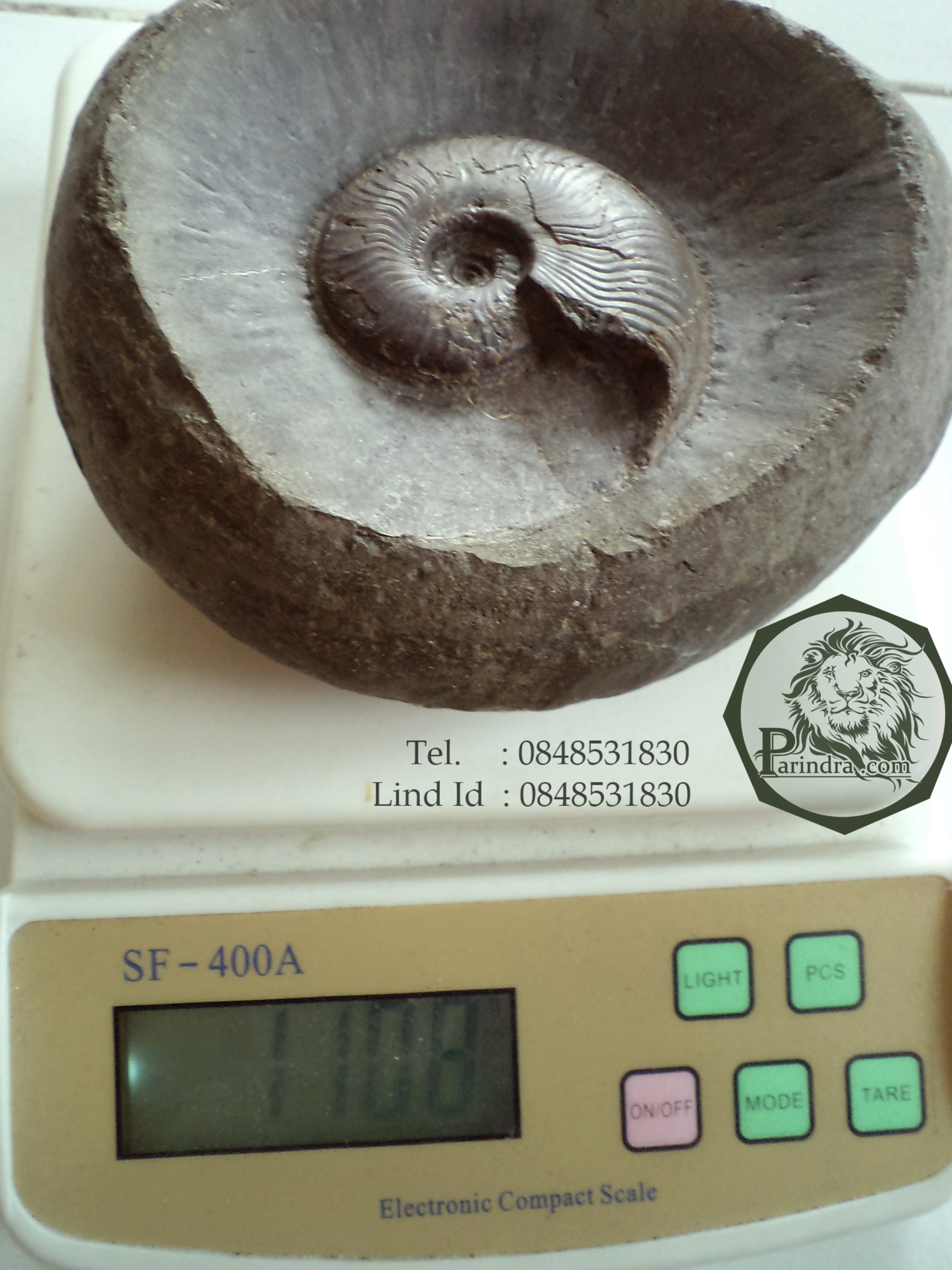 ฟอสซิลหอย Ammonite ใน Matrix หายาก (Eleganticeras elegantulum) Yorkshire UK ประเทศอังกฤษ #AM017