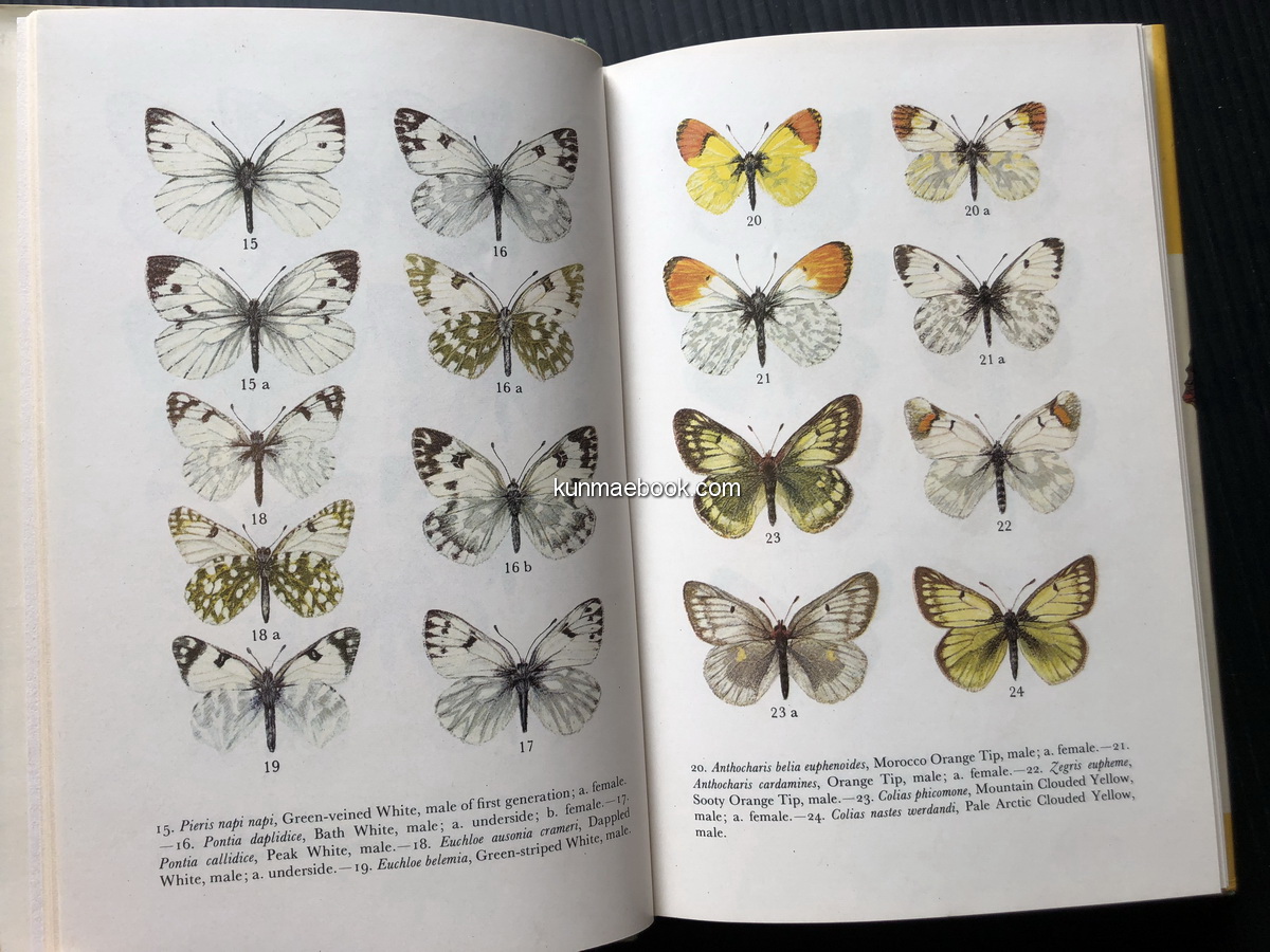 Butterflies in Colour.