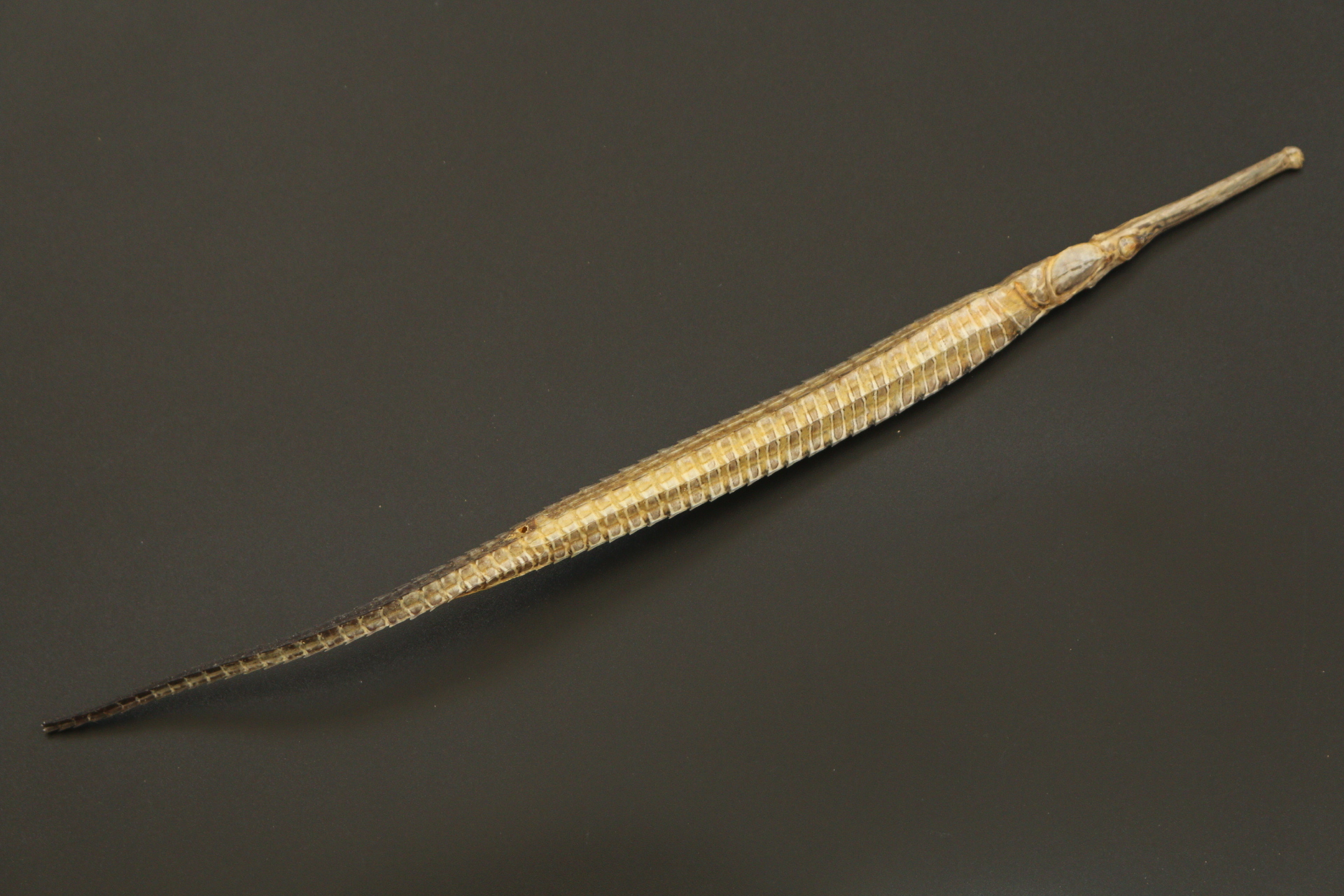 ปลาจิ้มฟันจระเข้ตากแห้งสนิท #FPF005