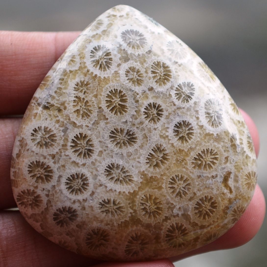 ฟอสซิลหินปะการังขัด Fossil Coral ใหญ่และหนา สำหรับห้อยคอ หรือ พวงกุญแจ คัดสวยพิเศษ #CRF015