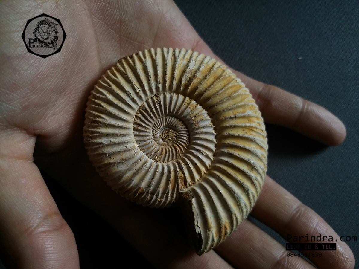 ฟอสซิลหอยแอมโมไนท์ (Perisphinctes virguloides) Fossil จากประเทศ Madagascar #AM013