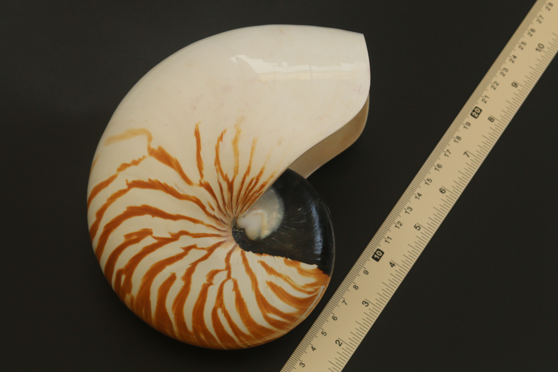 เปลือกหอยงวงช้าง นอติลุส Nautilus pompilus ขนาด 7 นิ้ว #003