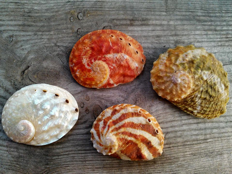 เปลือกหอยเป๋าฮื้อ Abalone หลายสายพันธ์หายากสำหรับนักสะสมเปลือกหอย