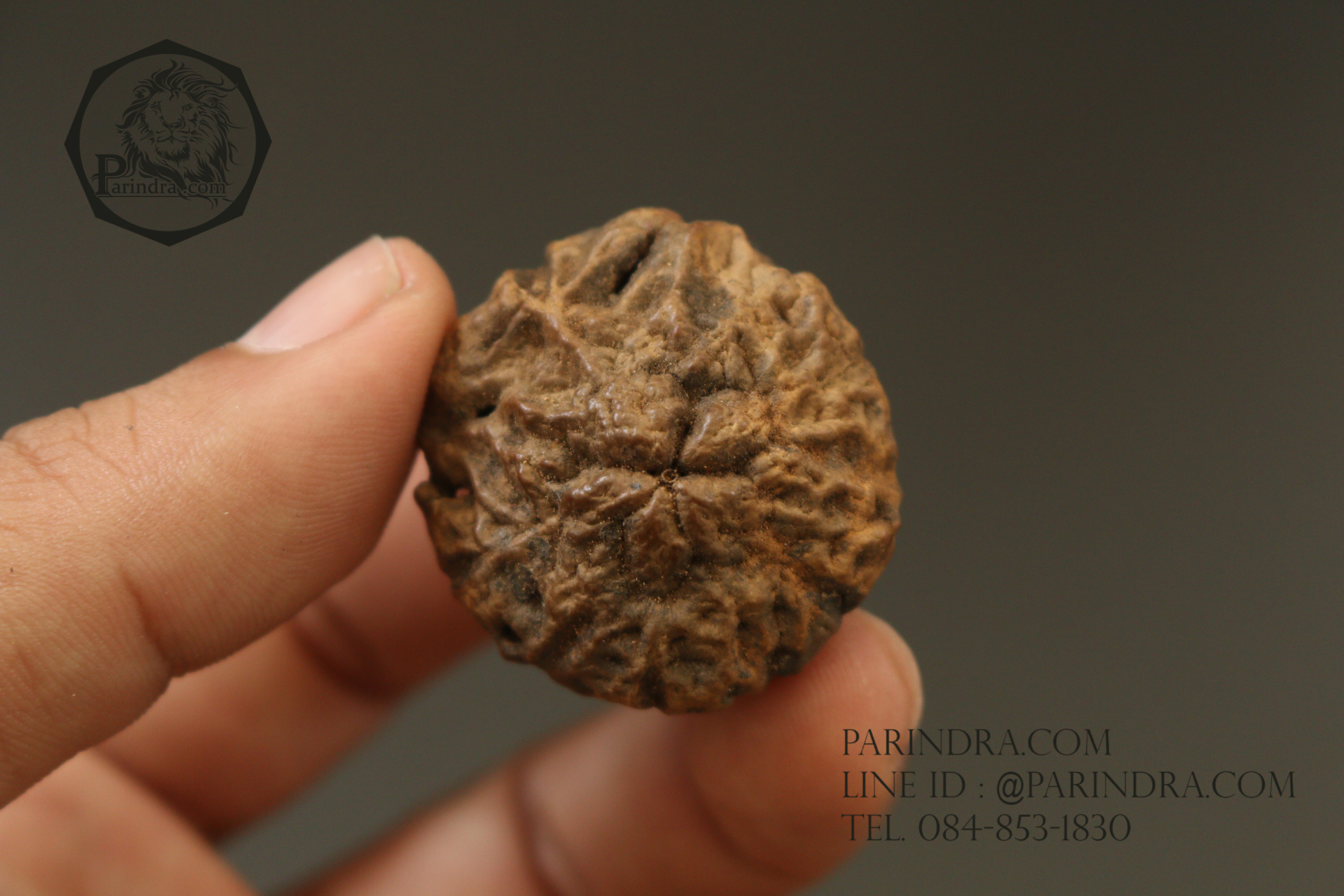 ว่านพระเจ้า 5 พระองค์ คัดสวยพิเศษ PS7