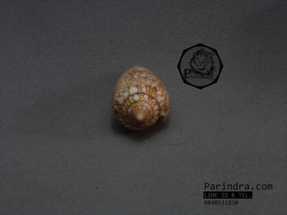 ขายเปลือกหอยเต้าปูน หอยสวยงามเพื่อการตกแต่ง สภาพสมบูรณ์