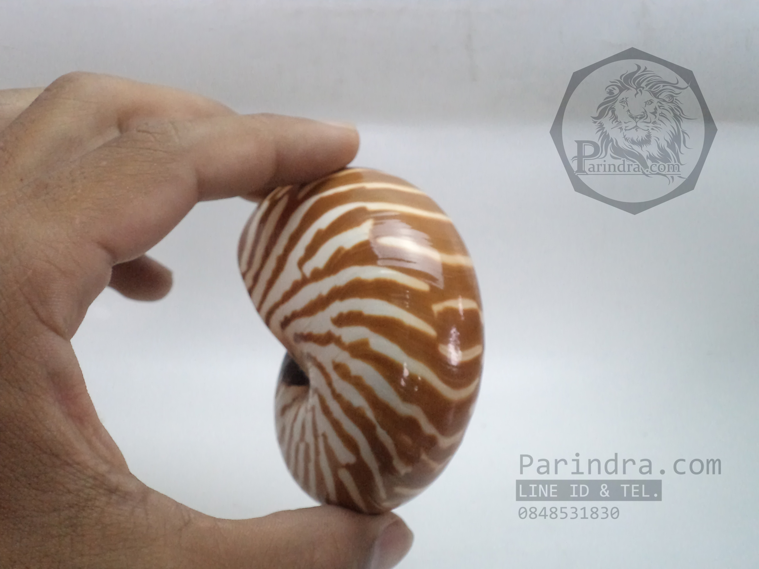 เปลือกหอย นอติลุส หอยงวงช้าง ขนาดเล็ก ขนาด 3 นิ้ว ผิวสีธรรมชาติ 004