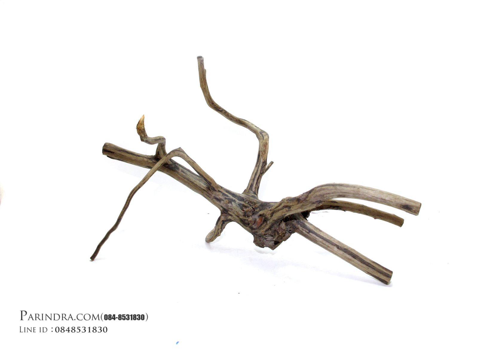 ขอนไม้ตกแต่งตู้ปลาหรือใช้เลี้ยงสัตว์เลื้อยคลาน 015