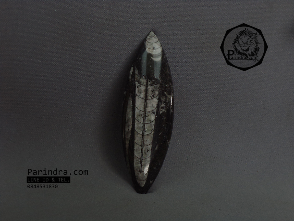 ฟอสซิล Nautiloid ออโทเซอรัส (Orthoceras sp.) - จาก Morocco #OT001