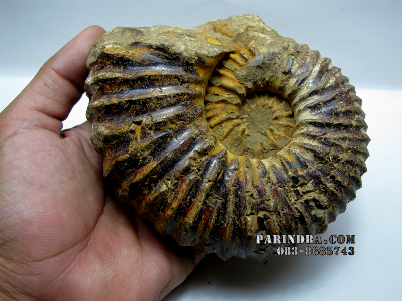 ฟอสซิลหอย Ammonite (CRETACEOUS MANTELLICERAS) พร้อมขาตั้งโชว์