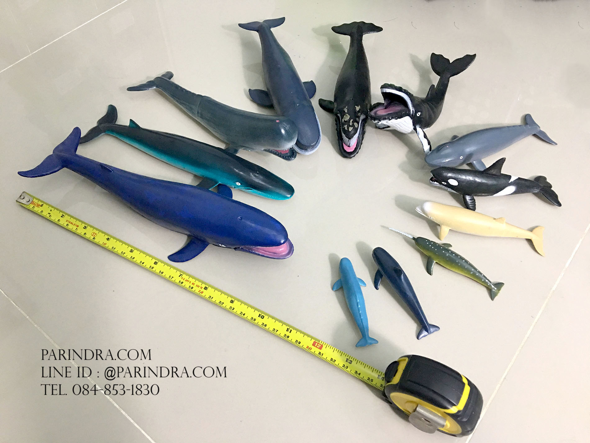 โมเดลสัตว์ทะเล ชุด Ocean World กลุ่ม วาฬ หลากหลายสายพันธุ์